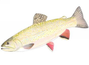 Brook Trout