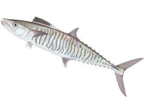 Species Card of Narrowbarred Mackerel