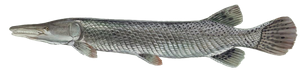 Last Alligator Gar caught