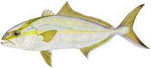 Last Greater Amberjack caught