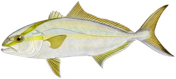 Greater Amberjack