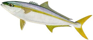 Southern Yellowtail