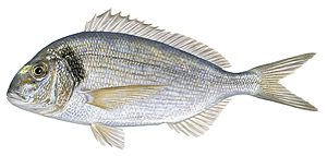 Species Card of Gilthead Seabream
