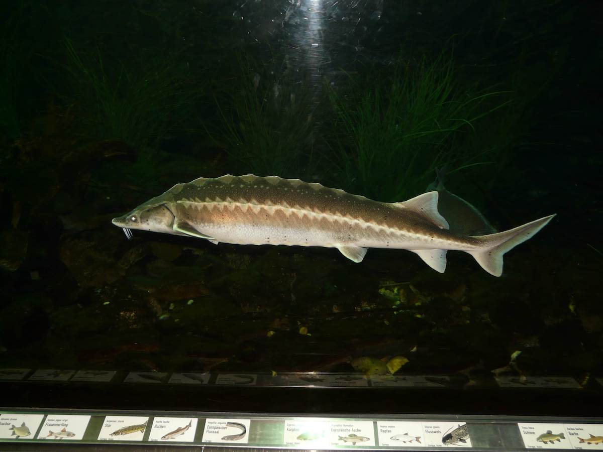 Best gear to fish Sturgeon, (Acipenseridae)