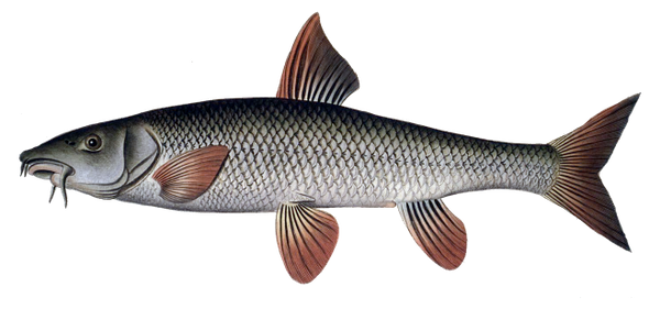 Barbel