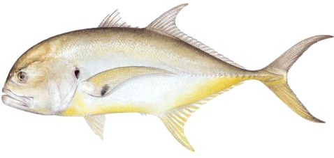 Crevalle Jack