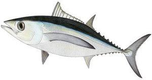 Last Albacore caught