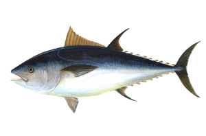 Bluefin Tuna