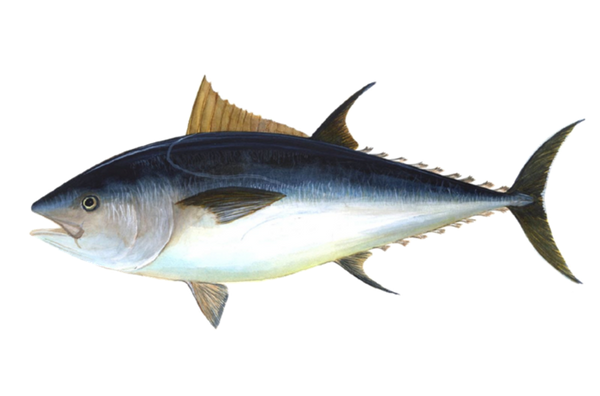 Bluefin Tuna