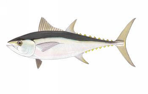 Last Longtail Tuna caught