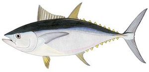 Last Southern Bluefin Tuna caught
