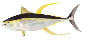 Thon Jaune (Albacore)