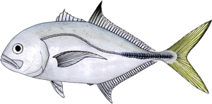 Species Card of Horse-eye Jack