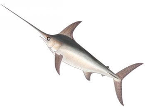 Swordfish