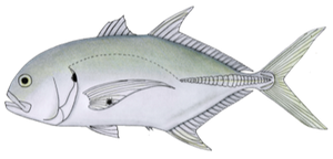 Last Pacific Crevalle Jack caught