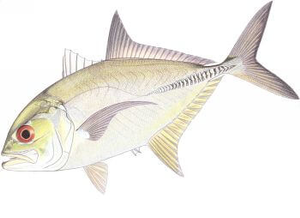 Last Bigeye Trevally caught