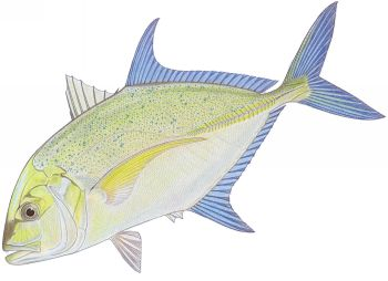 Bluefin Trevally