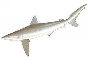 Species Card of Whaler Shark