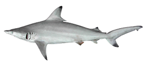 Last Blacktip Shark caught