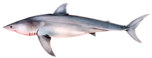 White Shark