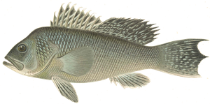 Last Black Sea Bass caught