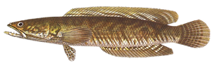 Last Snakehead caught