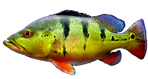 Best gear to fish Blackstriped Peacock