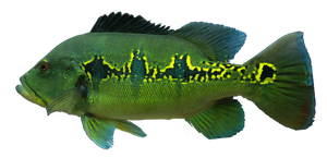 Last Orinoco Peacock caught