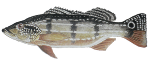 Species Card of Speckled Peacock