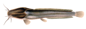 Last Sharptooth Catfish caught
