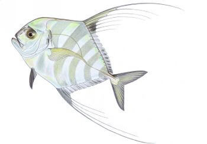 African Pompano