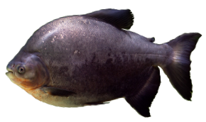 Last Tambaqui caught