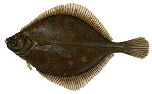 European Plaice