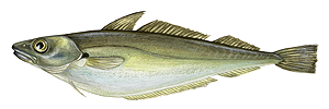 Last Whiting caught