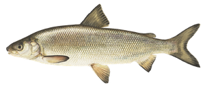 Species Card of Lake Whitefish