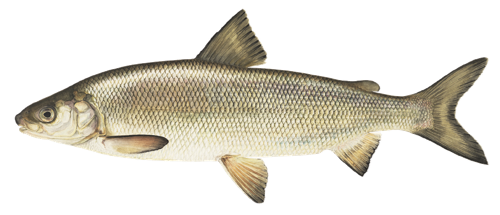 Lake Whitefish