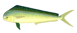 Last Dolphinfish caught