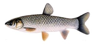 Grass Carp