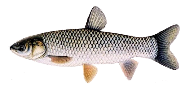 Grass Carp