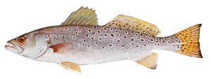 Last Spotted Seatrout caught
