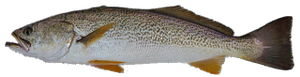 Last Weakfish caught