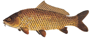 Common Carp