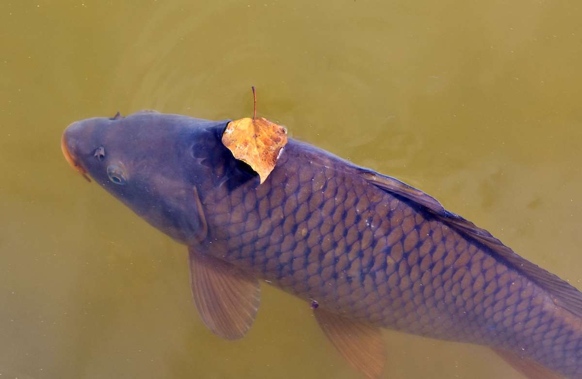 Last Common Carp caught, (Cyprinus Carpio)