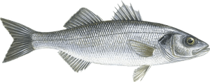Last European Bass (Seabass) caught