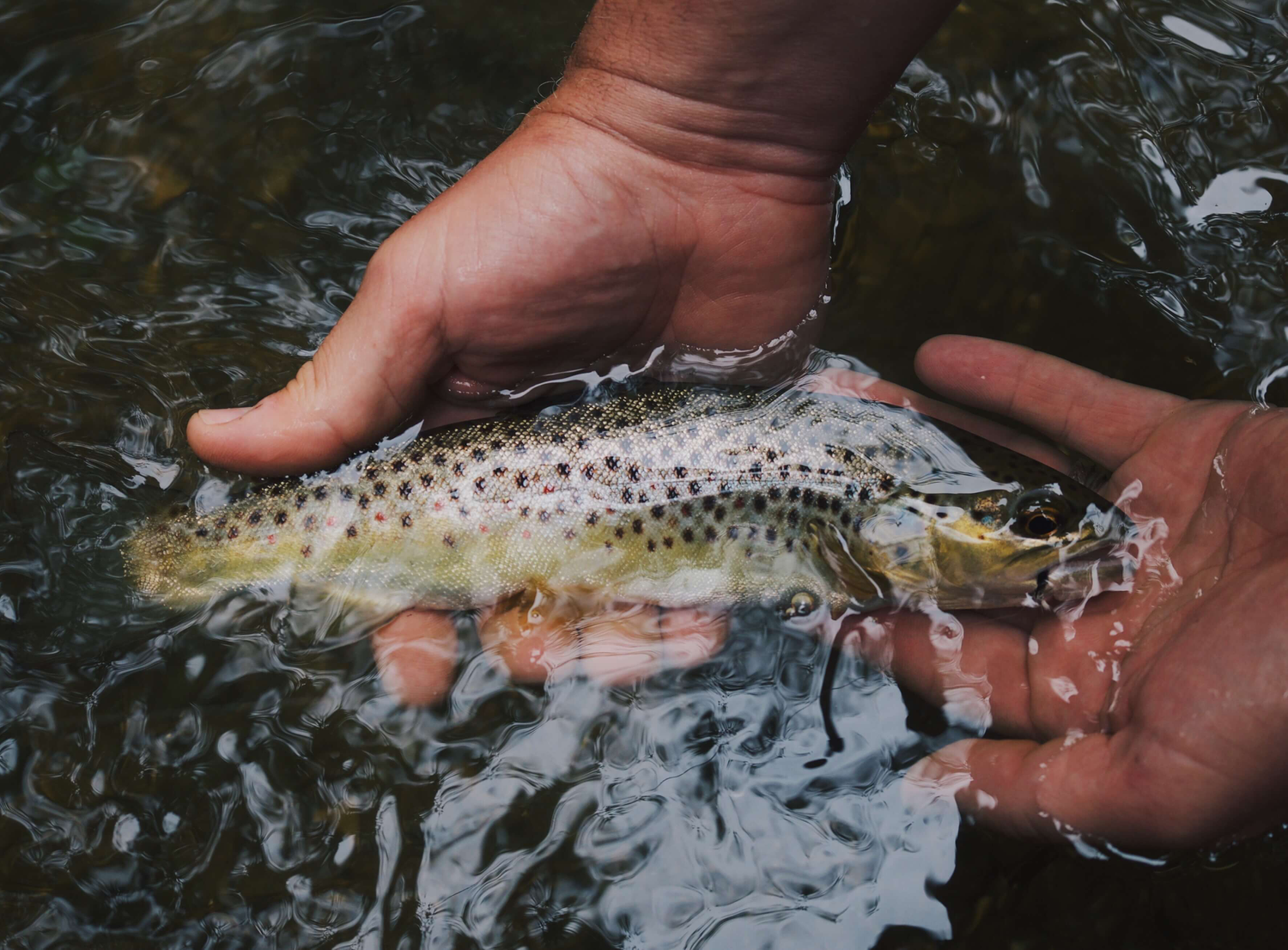 Last Brown Trout caught