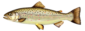 Brown Trout