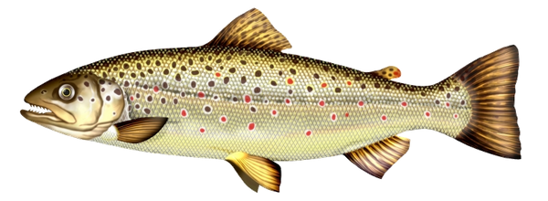 Brown Trout