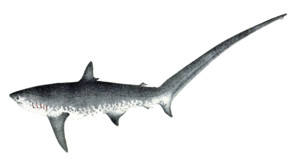 Thresher Shark