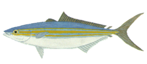 Best gear to fish Rainbow Runner