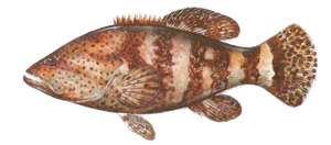 Last Goliath Grouper caught